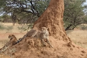 cheetahs-on-ant-hill