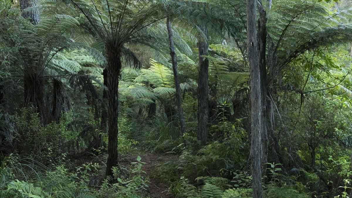 Legends of the Ancient New Zealand