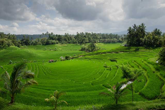 rice-terraces